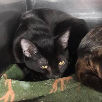 Marge -  Domestic Short Hair Cat for Adoption in Spokane, Washington - Marge | PetCurious