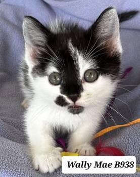 Wally Mae -  Domestic Medium Hair Cat Available for Adoption in Morganton, North Carolina - Wally Mae | PetCurious