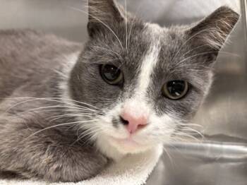 Rescue Domestic Short Hair Cats for Adoption in Batavia, Ohio - Handsome | PetCurious