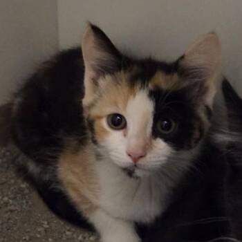 Muffin -  Domestic Short Hair Cat Available for Adoption in Voorhees Township, New Jersey - Muffin | PetCurious