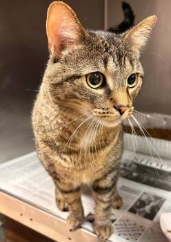 Salem -  Domestic Short Hair Cat for Adoption in Detroit, Michigan - Salem | PetCurious