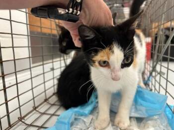 Domestic Short Hair Cats Available for Adoption in Ocala, Florida - A383351 | PetCurious
