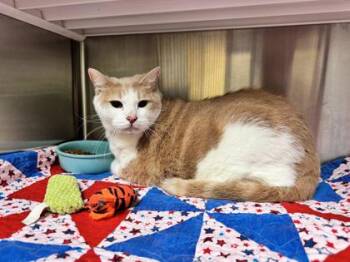 Beef Cake Theo -  Domestic Short Hair Cat for Adoption in Brunswick, Georgia - Beef Cake Theo | PetCurious