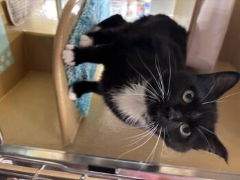 Domestic Short Hair Cats Available for Adoption in Hurricane, Utah - Cindy | PetCurious