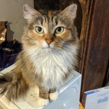 Domestic Long Hair Cats Available for Adoption - Cassie | PetCurious