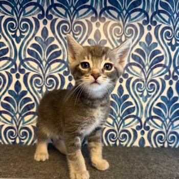 Rescue Domestic Short Hair and Siamese Cats for Adoption in Agoura Hills, California - Mr Darcy | PetCurious