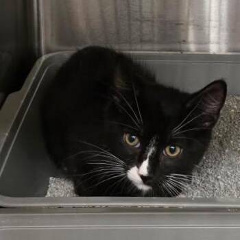 Cornelius -  Domestic Short Hair Cat for Adoption in Buffalo, New York - Cornelius | PetCurious
