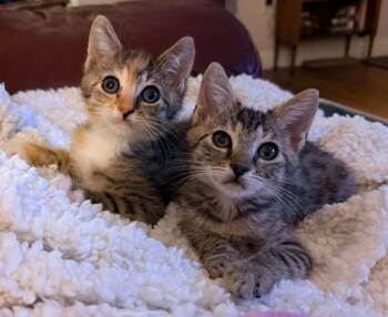 Dolly Autumn -  Domestic Medium Hair Cat for Adoption in Diamond Springs, California - Dolly Autumn | PetCurious
