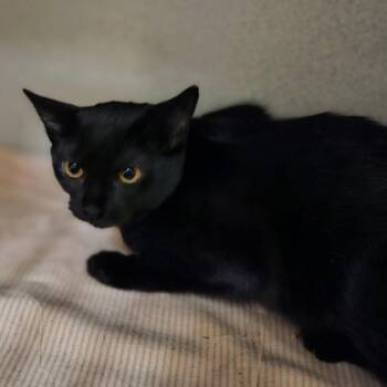 Rescue Domestic Short Hair Cats for Adoption in Dallas, Texas - Frisco | PetCurious