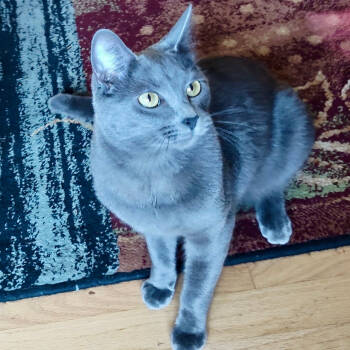 Rescue Domestic Short Hair Cats for Adoption in Wilsonville, Oregon - Gordon Ramsey | PetCurious