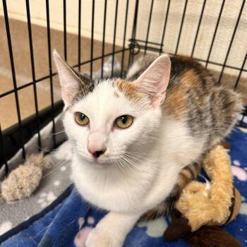 Ranch -  Domestic Short Hair Cat for Adoption in Myerstown, Pennsylvania - Ranch | PetCurious