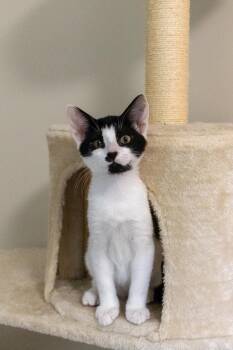 Bramble -  Domestic Short Hair Cat for Adoption in Duluth, Georgia - Bramble | PetCurious