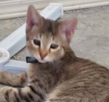 Tabby and Domestic Short Hair Cats Available for Adoption in Las Cruces, New Mexico - Questa | PetCurious