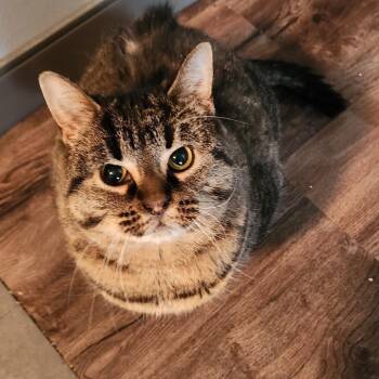 Charlie Lemon-Foster -  Domestic Short Hair Cat for Adoption in Walker, Michigan - Charlie Lemon-Foster | PetCurious