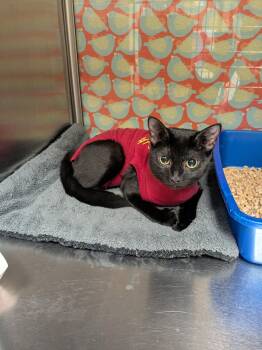 Honeybooboo -  Domestic Short Hair Cat for Adoption in Worcester, Massachusetts - Honeybooboo | PetCurious