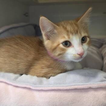 Monarch -  Domestic Short Hair Cat for Adoption in Park City, Utah - Monarch | PetCurious