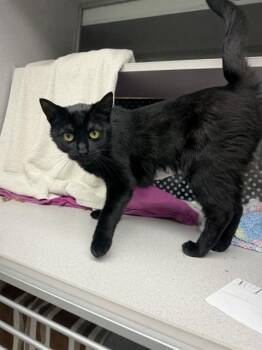 SALLY -  Domestic Short Hair Cat for Adoption in Omaha, Nebraska - SALLY | PetCurious