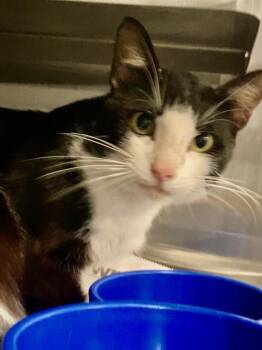 ORCA -  Domestic Short Hair Cat for Adoption in Baytown, Texas - ORCA | PetCurious