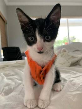 Jinu (6738) -  Domestic Short Hair Cat for Adoption in Zephyrhills, Florida - Jinu (6738) | PetCurious