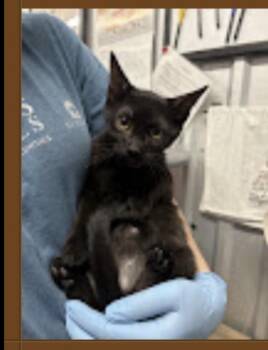 Carlos -  Domestic Short Hair Cat for Adoption in Lafayette, Colorado - Carlos | PetCurious
