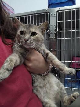 Domestic Short Hair Cats Available for Adoption in Republic, Missouri - Montana | PetCurious