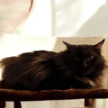 Domestic Medium Hair Cats Available for Adoption in Grantsville, Utah - Twinkle | PetCurious