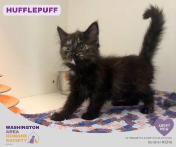 Hufflepuff -  Domestic Long Hair Cat for Adoption in Eighty Four, Pennsylvania - Hufflepuff | PetCurious