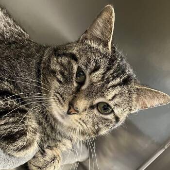 Domestic Short Hair Cats Available for Adoption - Curly | PetCurious