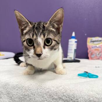 Tina -  Domestic Short Hair Cat for Adoption in Englewood, Florida - Tina | PetCurious