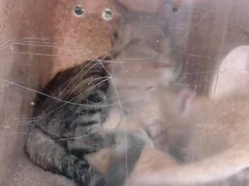 Rescue Domestic Short Hair Cats for Adoption in Louisville, Kentucky - MICHELE MOUNT | PetCurious