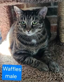 Rescue Domestic Short Hair Cats for Adoption in Greensburg, Pennsylvania - Waffles | PetCurious
