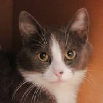 Venus -  Domestic Short Hair Cat for Adoption in Hilliard, Ohio - Venus | PetCurious