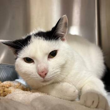 Rick -  Domestic Short Hair Cat for Adoption in Bentonville, Arkansas - Rick | PetCurious