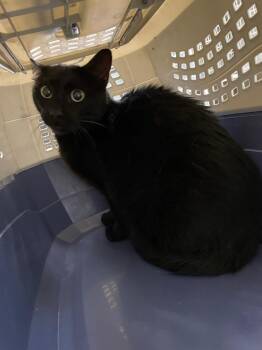 Hershey coco -  Domestic Short Hair Cat for Adoption in Clarksville, Tennessee - Hershey Coco | PetCurious