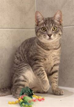 Domestic Short Hair Cats Available for Adoption in Charlotte, North Carolina - GROOVY | PetCurious