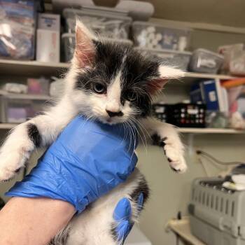 Bam-a-Lam -  Domestic Medium Hair Cat for Adoption in Mt. Juliet, Tennessee - Bam-a-Lam | PetCurious