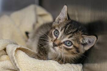 WILLIE -  Domestic Short Hair Cat for Adoption in Charlotte, North Carolina - WILLIE | PetCurious