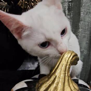 Casper and Stella bonded -  Domestic Short Hair Cat for Adoption in Pottsboro, Texas - Casper And Stella Bonded | PetCurious