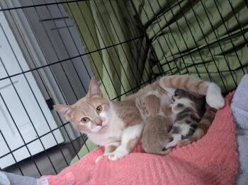 Domestic Short Hair Cats Available for Adoption in Grand Rapids, Michigan - Mama Tot | PetCurious