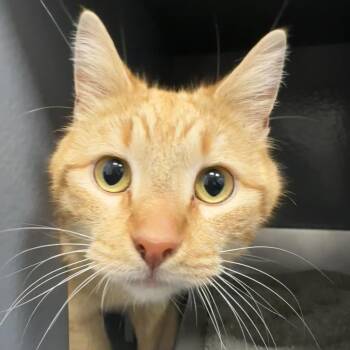 Domestic Short Hair Cats Available for Adoption - Alfredo | PetCurious