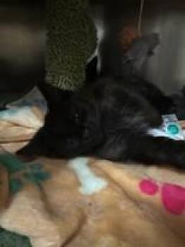 Fried Rice -  Domestic Medium Hair Cat for Adoption in Manitowoc, Wisconsin - Fried Rice | PetCurious