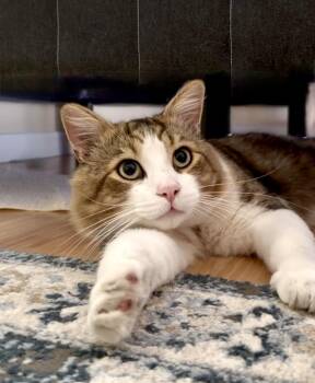 Leo -  Domestic Medium Hair and Maine Coon Cat for Adoption in San Anselmo, California - Leo | PetCurious