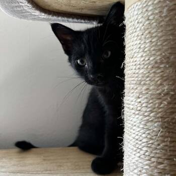 Paris -  Domestic Short Hair Cat for Adoption in Pittsburgh, Pennsylvania - Paris | PetCurious