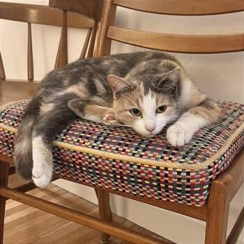 Pepper Anne -  Domestic Short Hair Cat for Adoption in Los Angeles, California - Pepper Anne | PetCurious