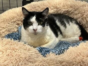 Rescue Domestic Short Hair Cats for Adoption in Bolton, Connecticut - Janis Joplin | PetCurious