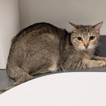 Domestic Short Hair Cats Available for Adoption in Matteson, Illinois - Mrs Purrfect | PetCurious