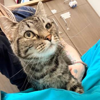 Domestic Short Hair Cats Available for Adoption in Great Falls, Montana - Ethel | PetCurious