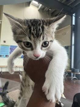Domestic Short Hair Cats Available for Adoption - Meander | PetCurious