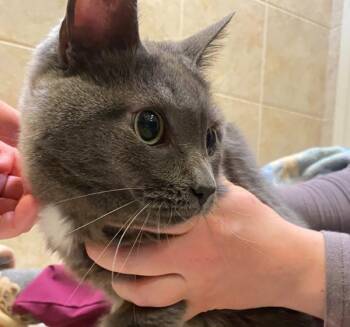 Armpit/ Earlobe/ Kneecap -  Domestic Short Hair Cat Available for Adoption in Duluth, Minnesota - Armpit/ Earlobe/ Kneecap | PetCurious