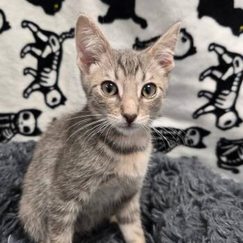 Domestic Short Hair Cats Available for Adoption in West Olive, Michigan - Totally Tuna | PetCurious